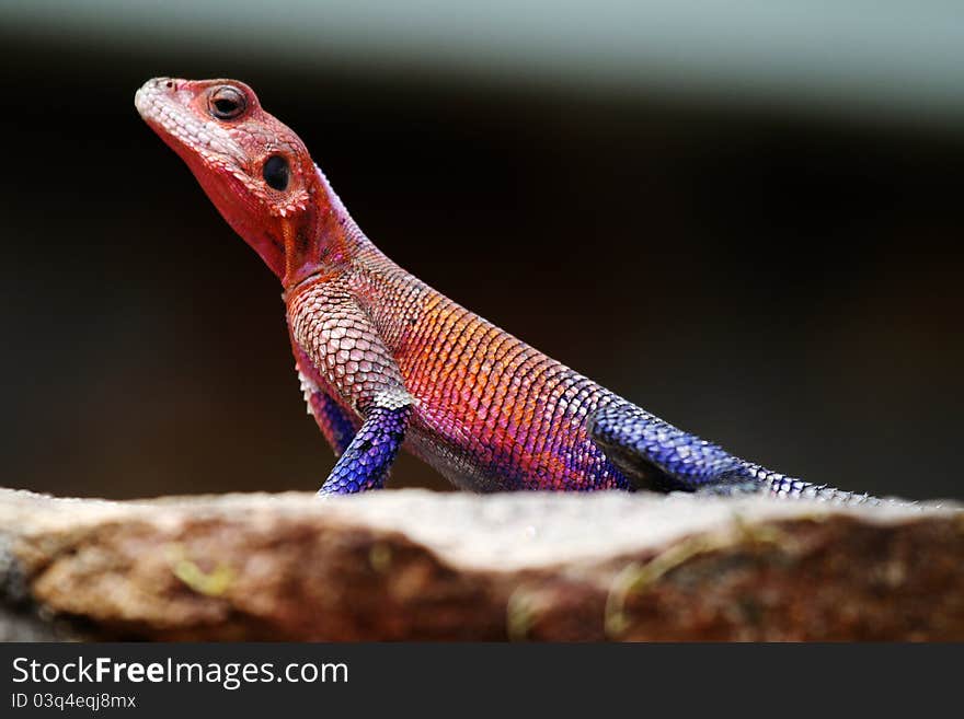 Beautiful fancy lizard on Masai Mara National Reserve, Kenya. Beautiful fancy lizard on Masai Mara National Reserve, Kenya.