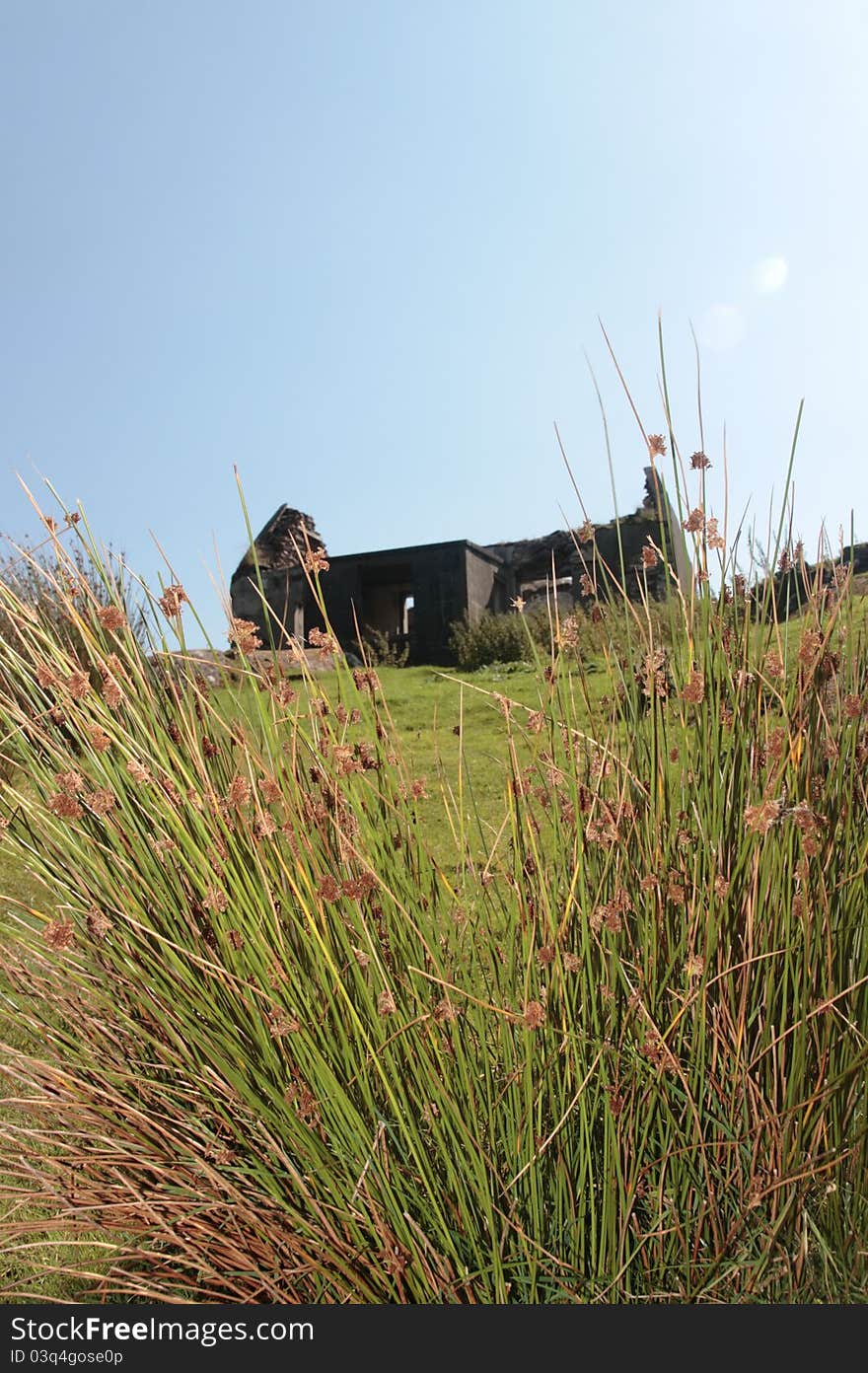 An old abandoned irish cottage with a wild reeds in the foreground