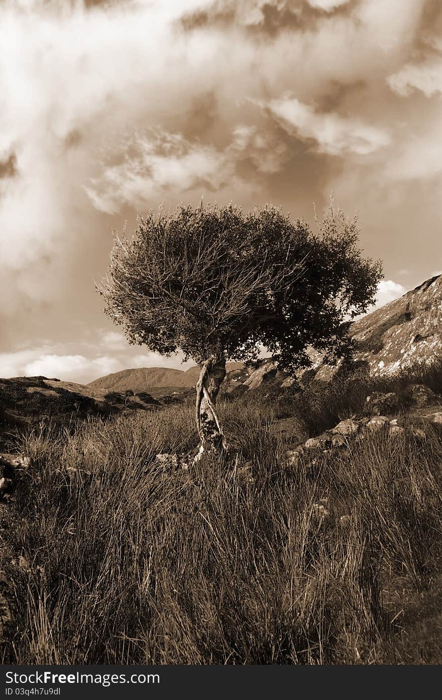 An isolated tree during a storm in the wild countryside in the kerry mountains in sepia. An isolated tree during a storm in the wild countryside in the kerry mountains in sepia