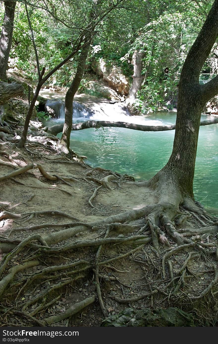 The gnarled and exposed roots of a tree on a riverbank with small waterfalls behind. Sillans la Cascade, France. The gnarled and exposed roots of a tree on a riverbank with small waterfalls behind. Sillans la Cascade, France