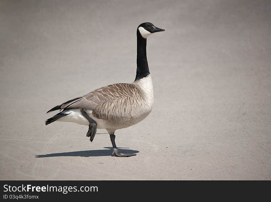 Canada Goose Standing On One Leg