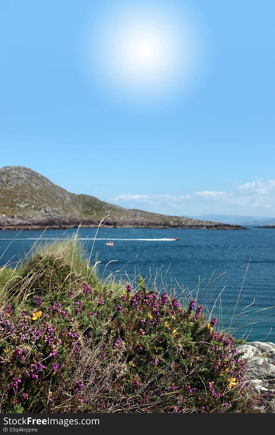 Wild flowers and water skiing on the coast of county kerry ireland