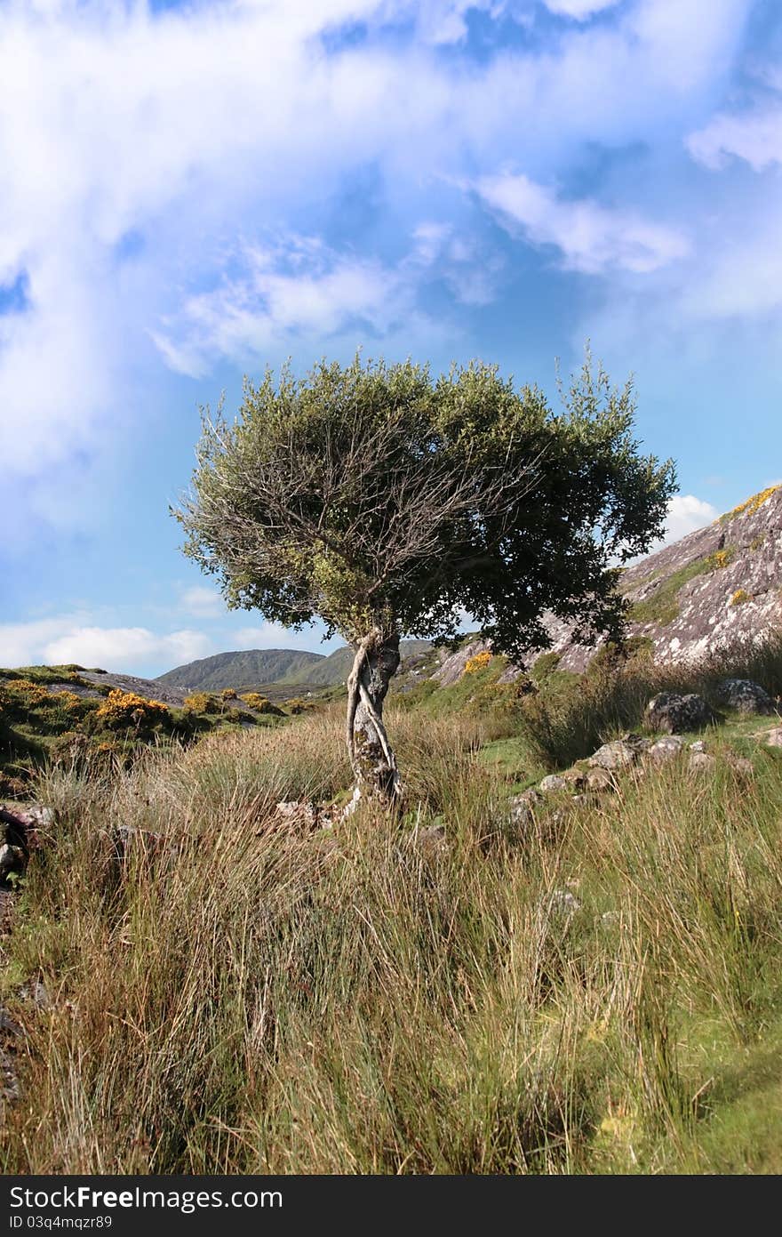 An isolated tree during a storm in the wild countryside in the kerry mountains. An isolated tree during a storm in the wild countryside in the kerry mountains