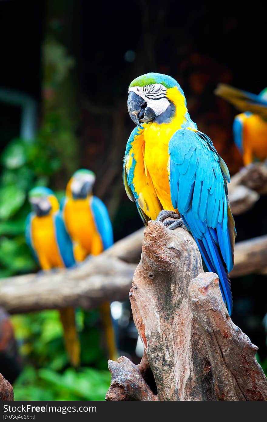 Colorful macaw sleeping in a tree