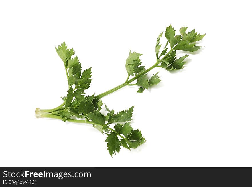 Green branch of a celery