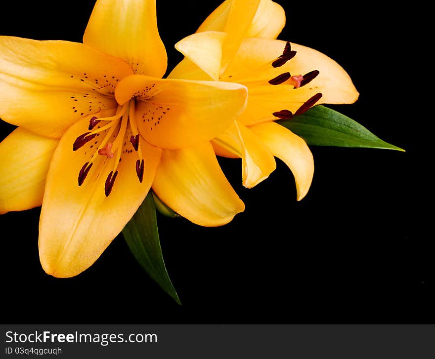 Yellow Lilies