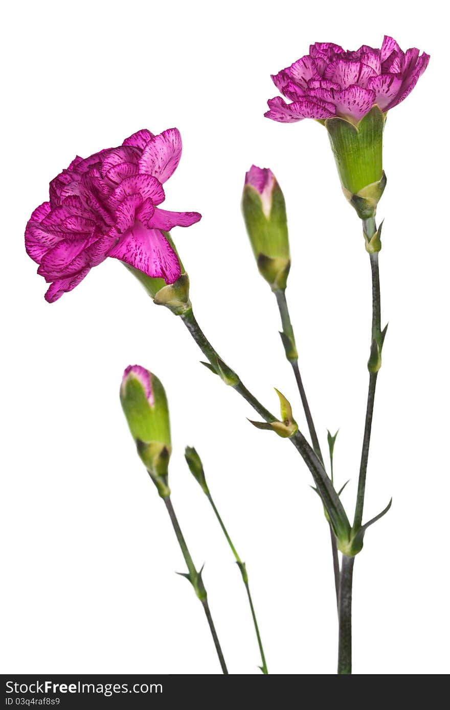 Beauty purple carnations on a white background