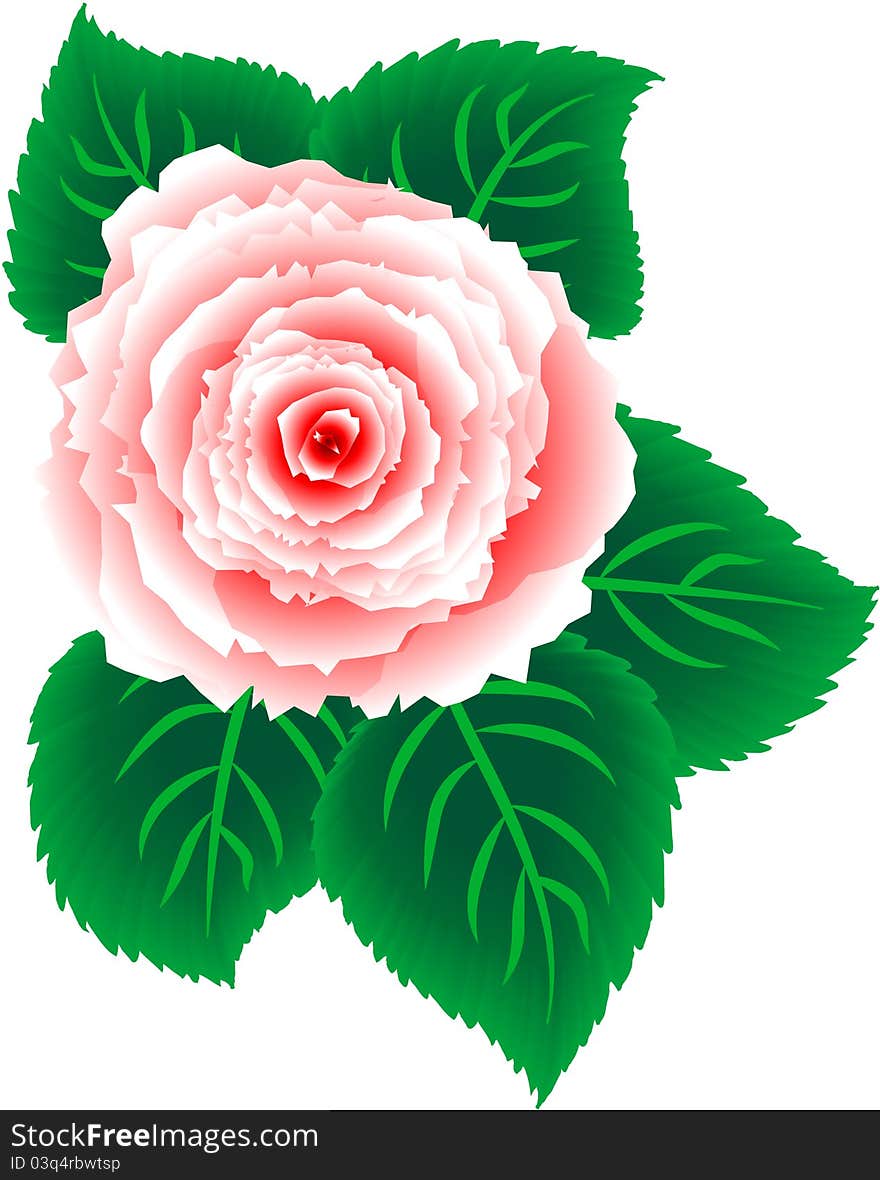 The pink rose with green leaves. The pink rose with green leaves