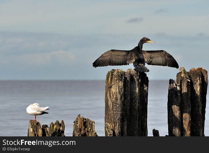 A cormorant dries his wings