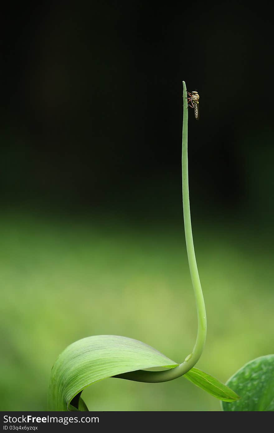 A dragon fly sitting on a plant shoot. A dragon fly sitting on a plant shoot.