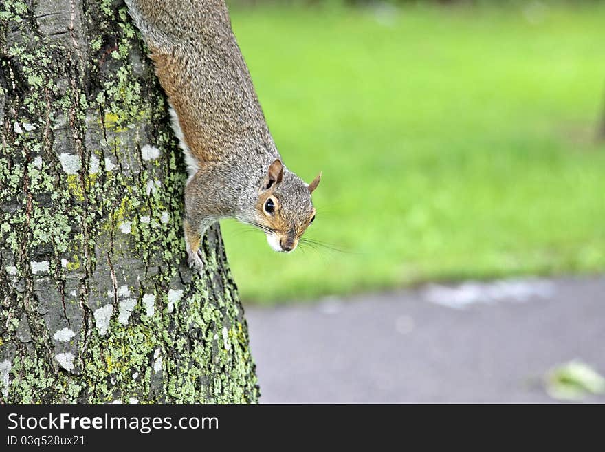 Squirrel down head on a tree. Squirrel down head on a tree