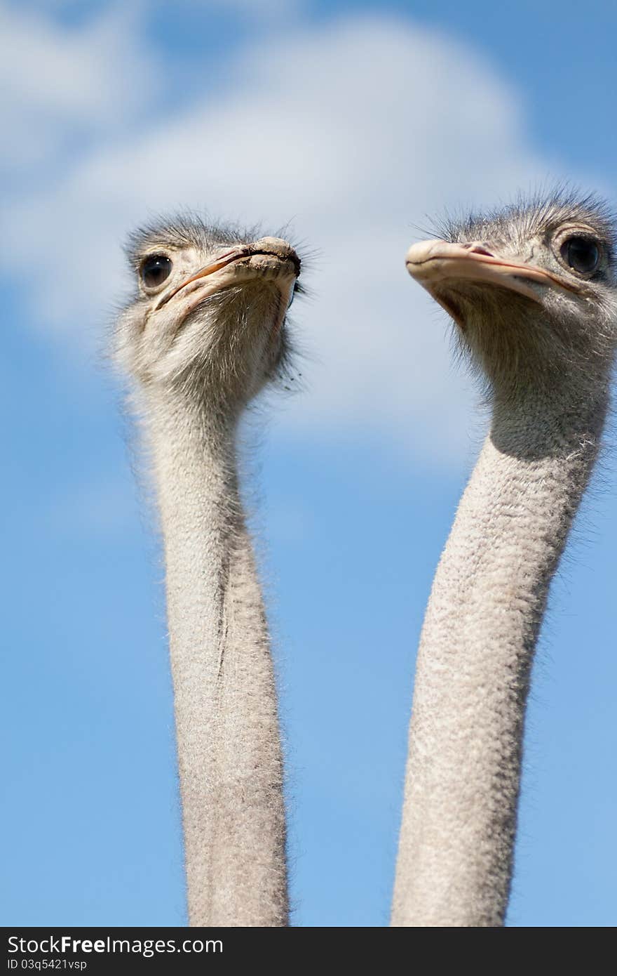 Two ostriches on a farm in Dalarna, Sweden. Two ostriches on a farm in Dalarna, Sweden