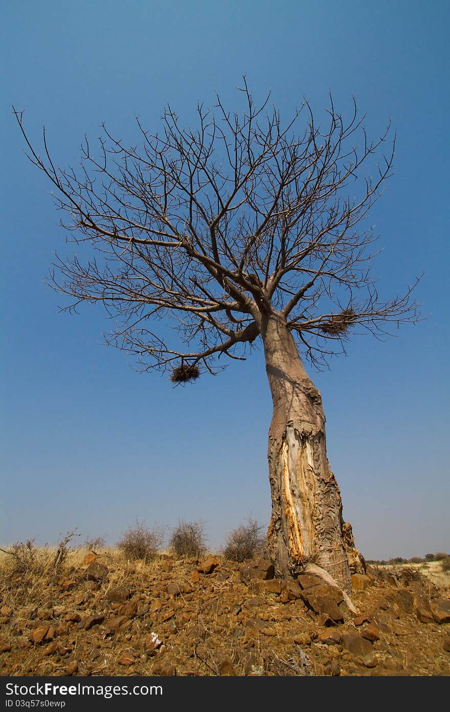 A Baobab Tree