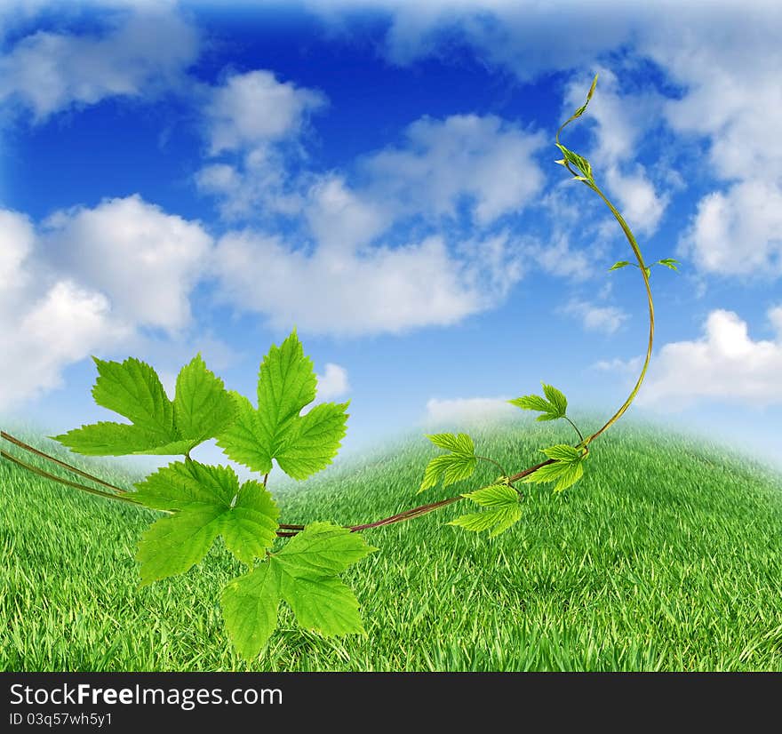 Liana plant on meadow background