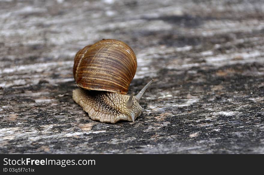 Crawling snail with brown shell on the wooden surface. Crawling snail with brown shell on the wooden surface