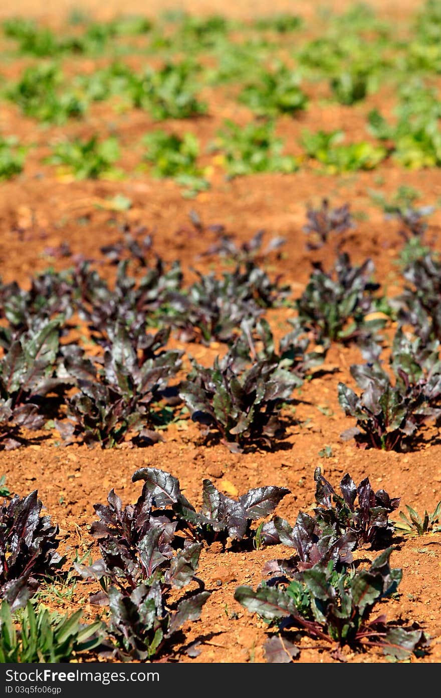 A vegetable garden with red and green spinach