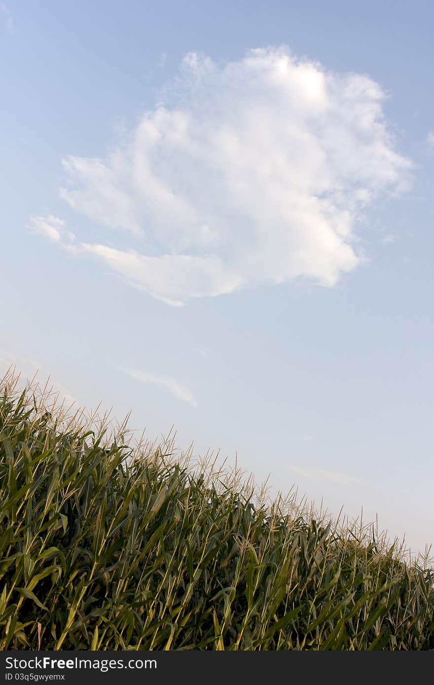 Corn Sky And Cloud