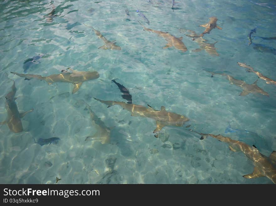 Black tipped reef sharks from the Indian Ocean in shallow water.