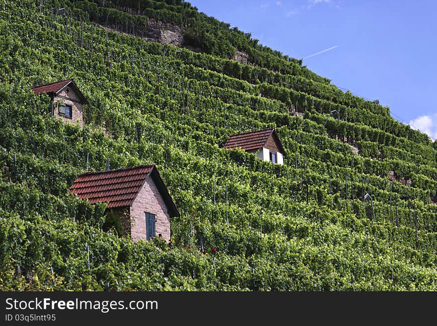 Vineyard in the town of Bad Cannstatt, Germany