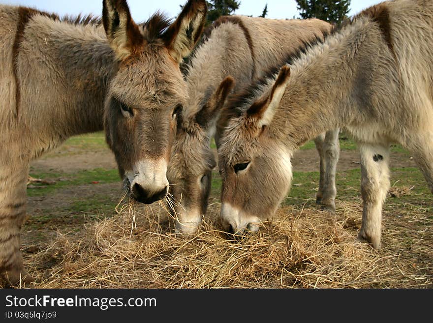 Donkeys eating hay