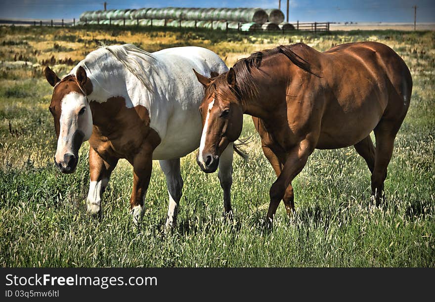 Horses Grazing In The Field