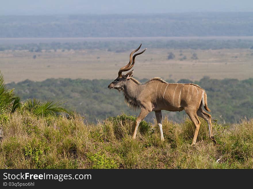 Kudu Bull