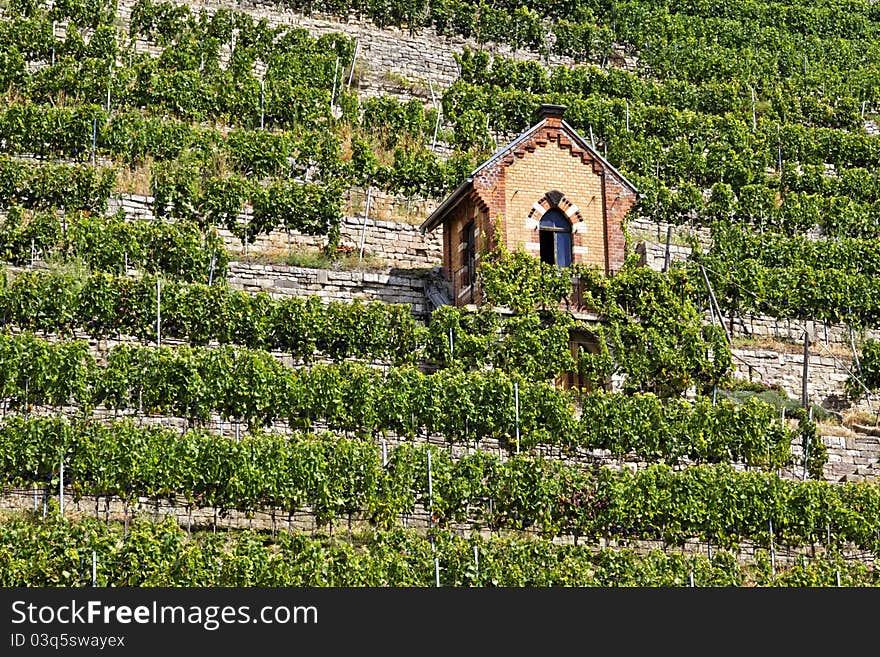 Vineyard in the town of Bad Cannstatt, Germany