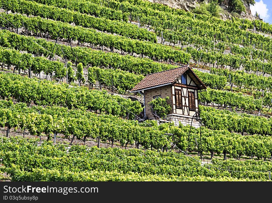 Vineyard in the town of Bad Cannstatt, Germany