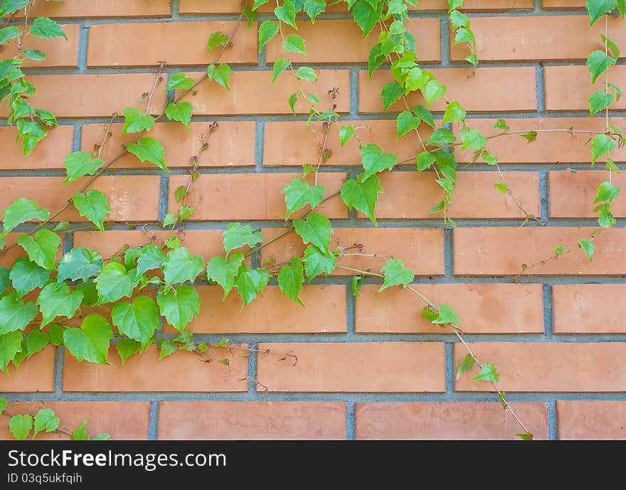 Brick wall and ivy hanging down on it