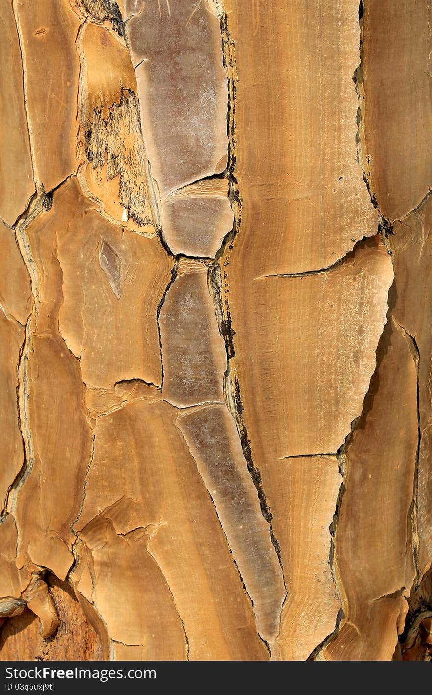 Close-up of the yellow, papery bark of a Quiver tree (Aloe dichotoma) in the Namib desert landscape. Namibia. Close-up of the yellow, papery bark of a Quiver tree (Aloe dichotoma) in the Namib desert landscape. Namibia