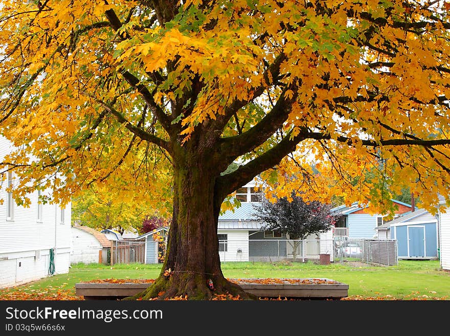 One of the prettier trees in the fall....they can grow to be quite large and live for hundreds of years. One of the prettier trees in the fall....they can grow to be quite large and live for hundreds of years