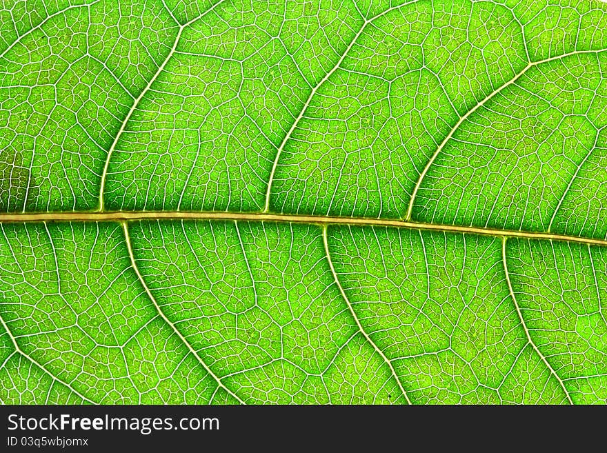 Green leaf texture, Macro shoot. Green leaf texture, Macro shoot