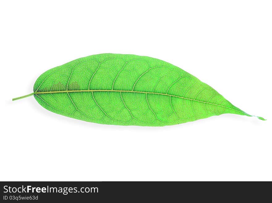 Green Leave on white background