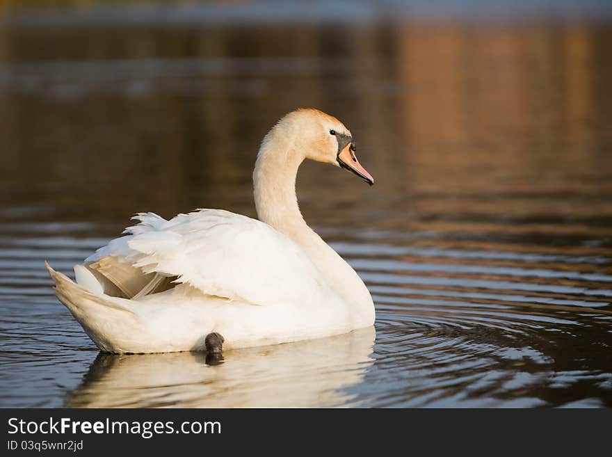 An adult swan swimming in a pond. An adult swan swimming in a pond