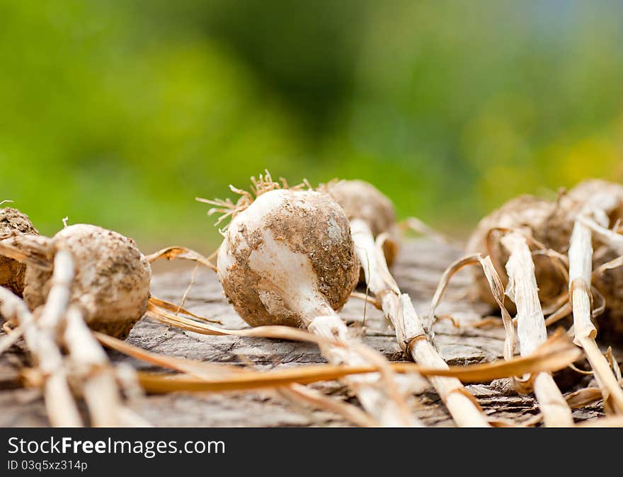 Biological garlics and onions