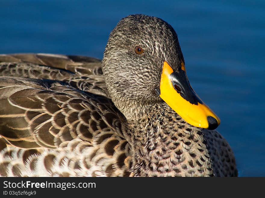 A close up of a yellow-billed duck. A close up of a yellow-billed duck