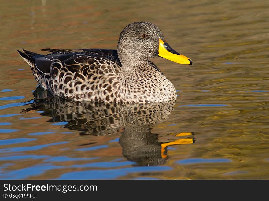 A swimming yellow-billed duck