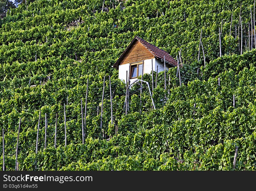 Vineyard in the town of Bad Cannstatt, Germany