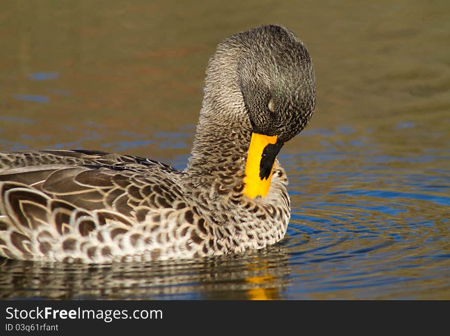 Preening Duck