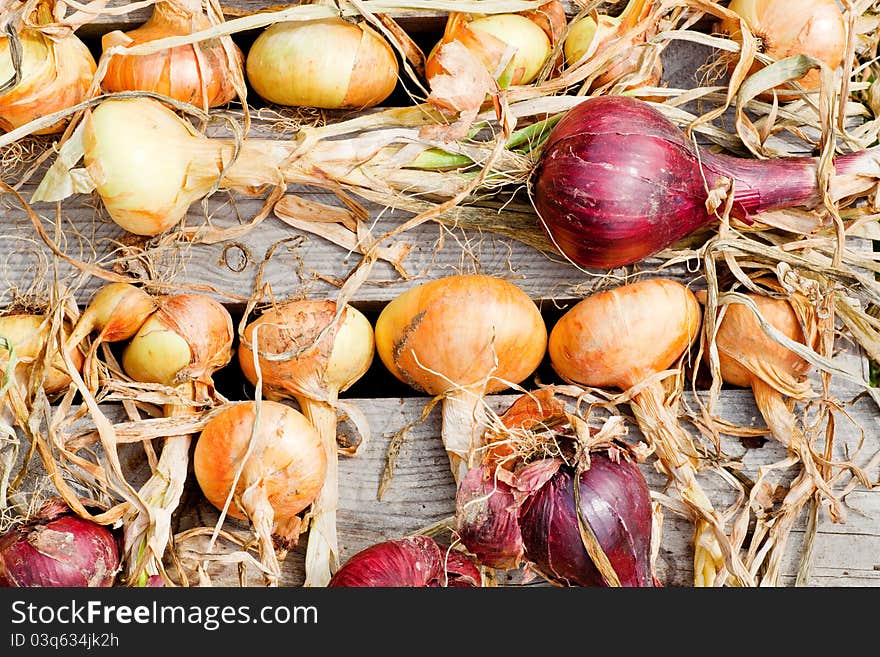 Biological garlics and onions