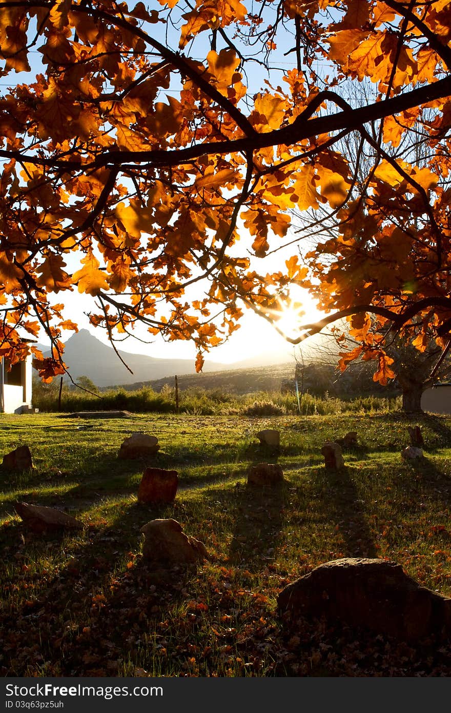 A sunset behind a large autumn tree. A sunset behind a large autumn tree