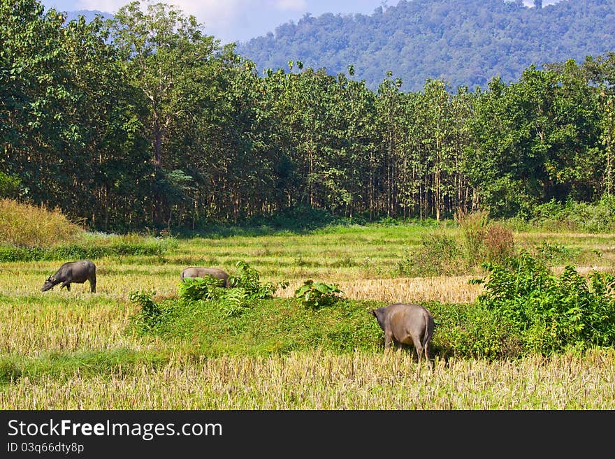 Herd Of Buffalos On Vacant Rice Field