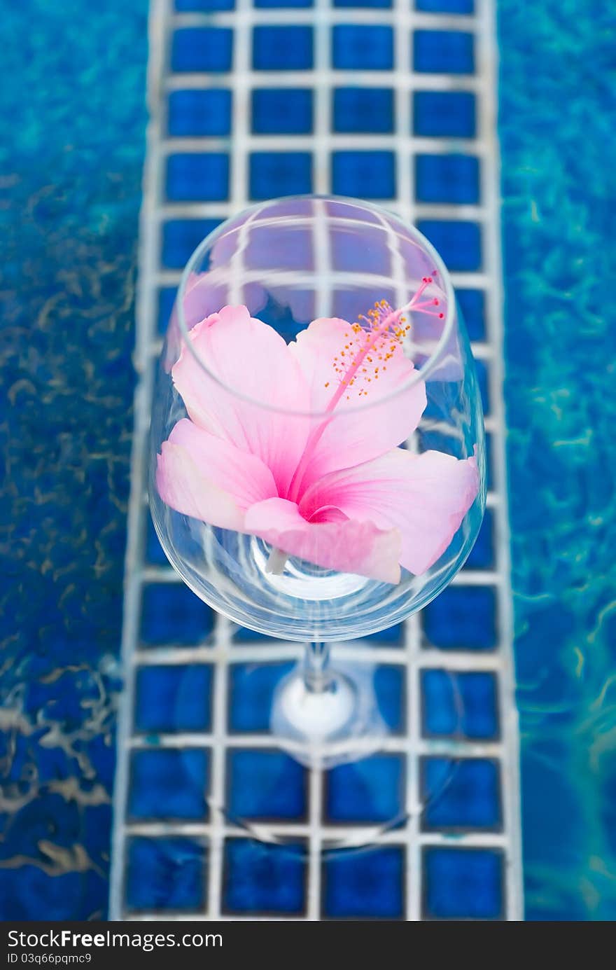 Pink flower in a clear glass with blue pattern background.