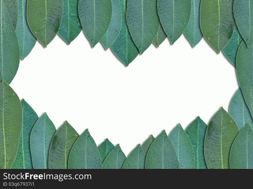 Attractive frame made from green leaf texture. Attractive frame made from green leaf texture.