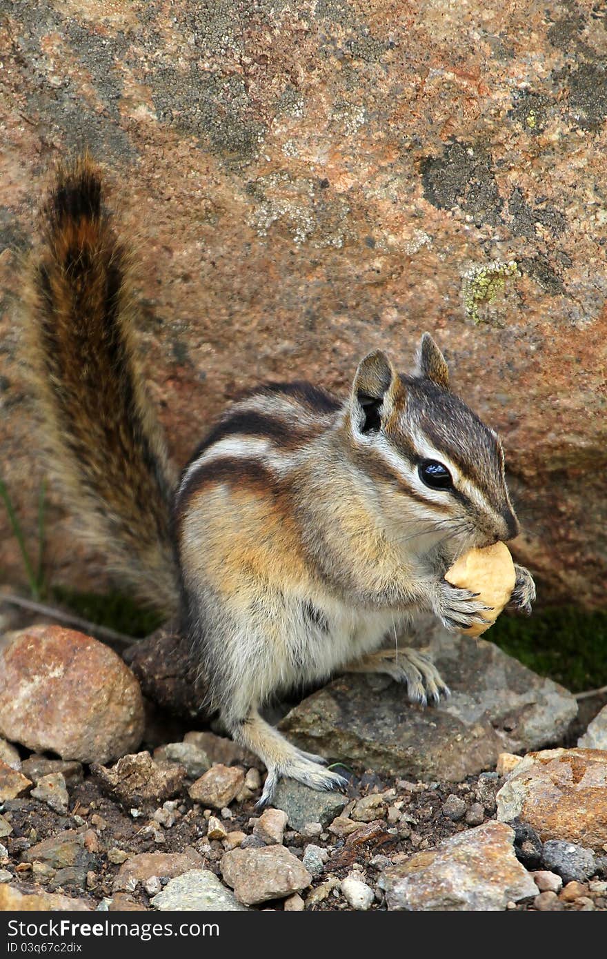 Chipmunk eating a nut on a boulder in Colorado