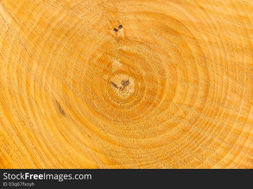 Close-up shot on the rings o a tree trunk.