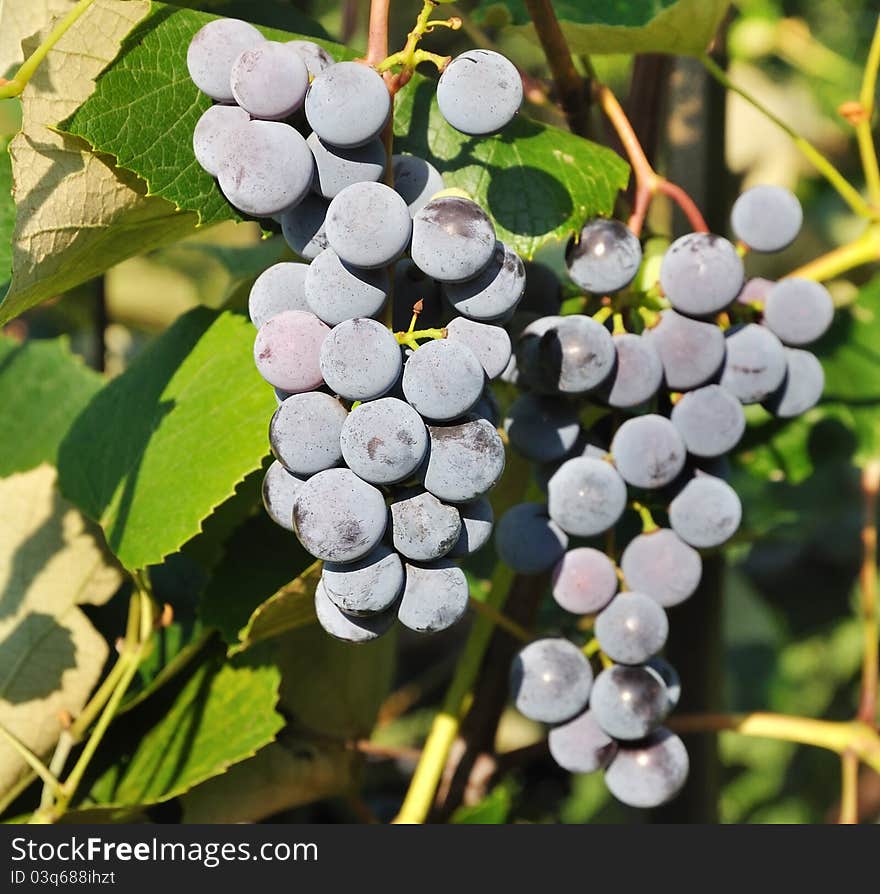 Bunches of blue grapes in Vineyard