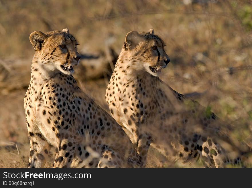 Cheetah brothers