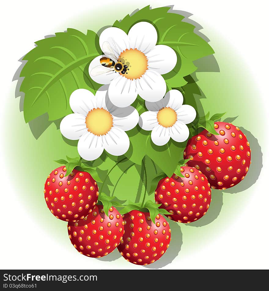 Illustration, red strawberry, white flower and bee