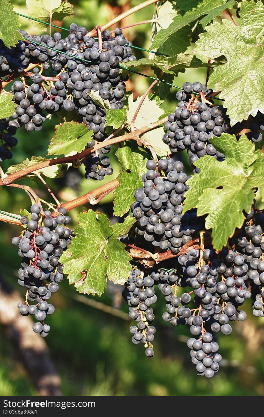 Vineyard in the town of Bad Cannstatt, Germany